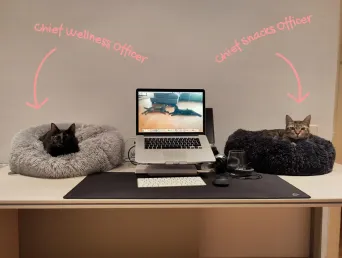 A desk with a laptop, Maya and Leilo each settled in a basket on either side of the screen. On the wall, their titles: Chief Wellness Officer and Chief Snacks Officer.